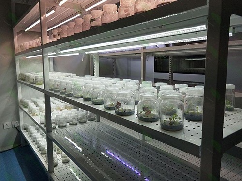 青冈植物组织培养实验室设计建设方案